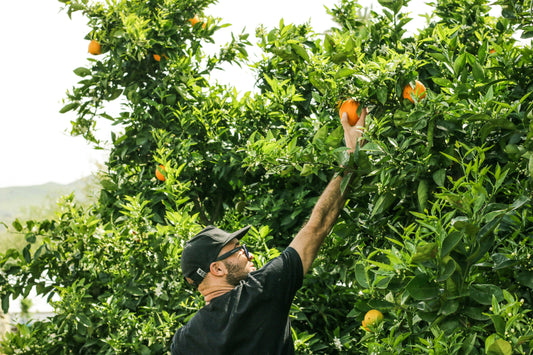 Le Fruit Picking en Australie : Tout ce que Vous Devez Savoir